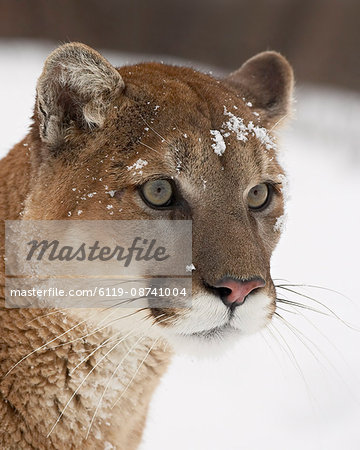 Mountain lion or cougar (Felis concolor) in snow, near Bozeman, Montana, United States of America, North America