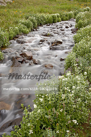 Stream lined with heartleaved bittercress (Cardamine cordifolia), San Juan National Forest, Colorado, United States of America, North America
