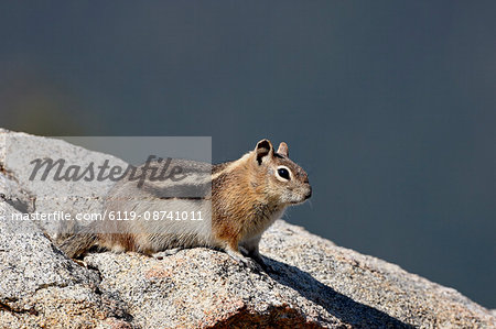 Golden-mantled squirrel (Citellus lateralis), Rocky Mountain National Park, Colorado, United States of America, North America