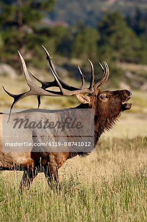 Bull elk (Cervus canadensis) bugling, Rocky Mountain National Park, Colorado, United States of America, North America