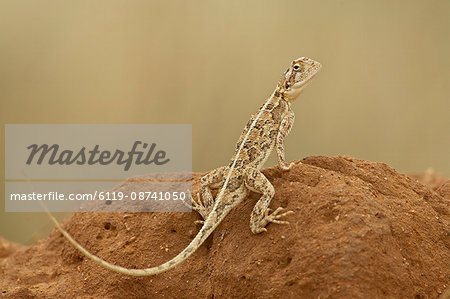 Common ground agama (Agama aculeata), Samburu National Reserve, Kenya, East Africa, Africa