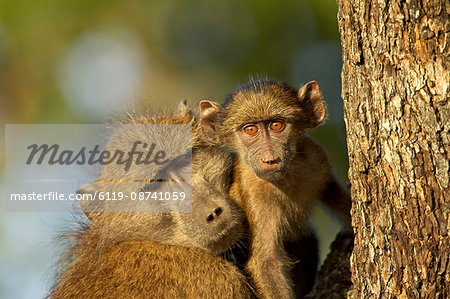 Adult and infant chacma baboon (Papio ursinus), Kruger National Park, South Africa, Africa