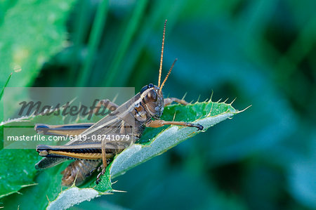 Grasshopper, Glacier National Park, Montana, United States of America, North America