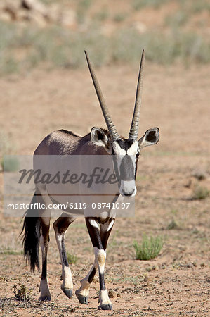Gemsbok or South African oryx (Oryx gazella), Kgalagadi Transfrontier Park, encompasing the former Kalahari Gemsbok National Park, South Africa, Africa