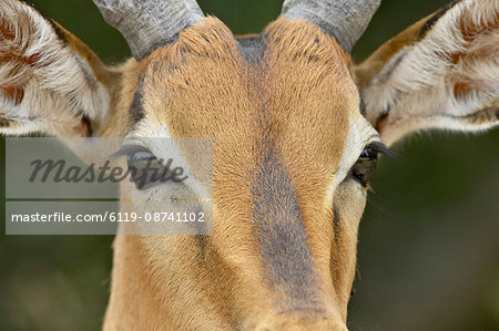 Male impala (Aepyceros melampus), Kruger National Park, South Africa, Africa