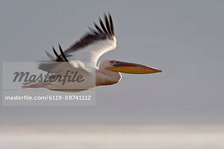 Great white pelican (Eastern white pelican) (Pelecanus onocrotalus) in flight, Lake Nakuru National Park, Kenya, East Africa, Africa