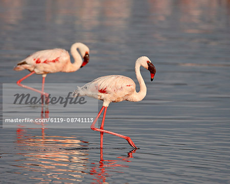 Two lesser flamingo (Phoeniconaias minor), Lake Nakuru National Park, Kenya, East Africa, Africa Two lesser flamingo (Phoeniconaias minor), Lake Nakuru National Park, Kenya, East Africa, Africa