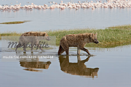 Two spotted hyena (spotted hyaena) (Crocuta crocuta) walking along the edge of Lake Nakuru, Lake Nakuru National Park, Kenya, East Africa, Africa