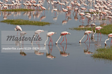 Lesser flamingos (Phoeniconaias minor) feeding in Lake Nakuru, Lake Nakuru National Park, Kenya, East Africa, Africa