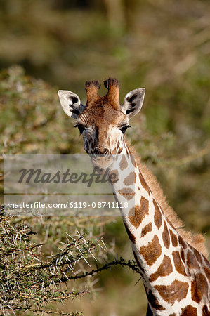 Young Rothschild's giraffe (Giraffa camelopardalis rothschildi), Lake Nakuru National Park, Kenya, East Africa, Africa Young Rothschild's giraffe (Giraffa camelopardalis rothschildi), Lake Nakuru National Park, Kenya, East Africa, Africa