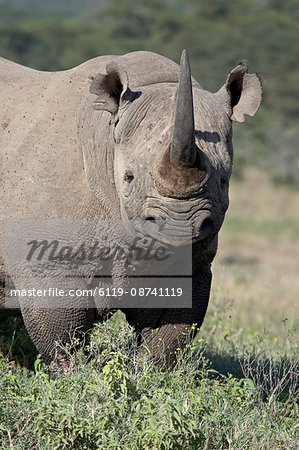 Black rhinoceros (hook-lipped rhinoceros) (Diceros bicornis), Lake Nakuru National Park, Kenya, East Africa, Africa Black rhinoceros (hook-lipped rhinoceros) (Diceros bicornis), Lake Nakuru National Park, Kenya, East Africa, Africa