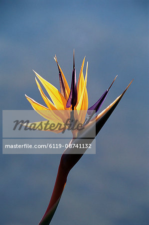 Bird of paradise flower (Strelitzia reginae), Cape Town, South Africa, Africa