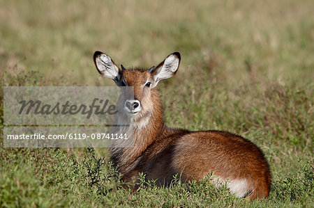 Young male Defassa Waterbuck (Kobus ellipsiprymnus defassa), Masai Mara National Reserve, Kenya, East Africa, Africa