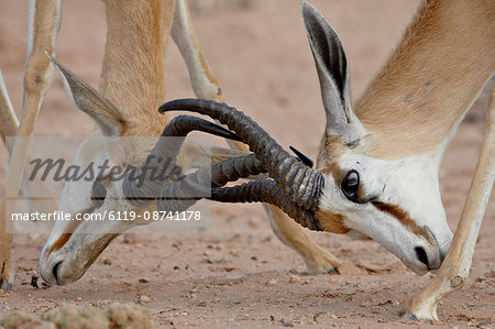 Two male springbok (Antidorcas marsupialis) sparring, Kgalagadi Transfrontier Park, South Africa