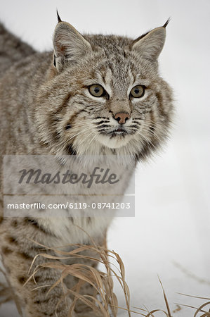 Bobcat (Lynx rufus) in snow in captivity, near Bozeman, Montana, United States of America, North America
