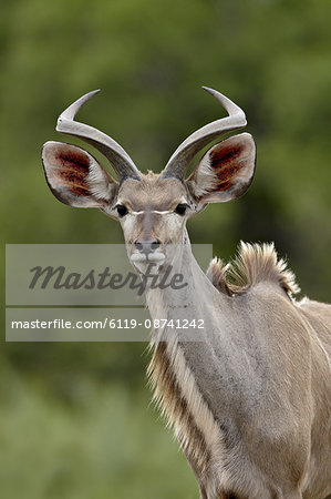 Male Greater Kudu (Tragelaphus strepsiceros), Kruger National Park, South Africa, Africa