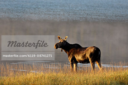 Moose (Alces alces) cow, Glacier National Park, Montana, United States of America, North America