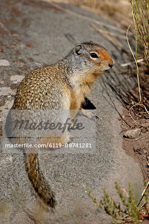 Columbian ground squirrel (Citellus columbianus), Waterton Lakes National Park, Alberta, Canada, North America