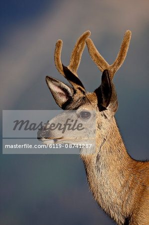 Mule deer (Odocoileus hemionus) buck in velvet, Glacier National Park, Montana, United States of America, North America