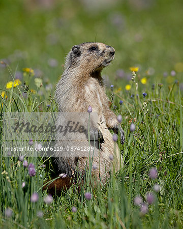Hoary Marmot (Marmota caligata), Glacier National Park, Montana, United States of America, North America