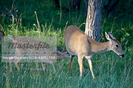 Whitetail deer (Odocoileus virginianus) fawn trying to nurse, Devil's Tower National Monument, Wyoming, United States of America, North America