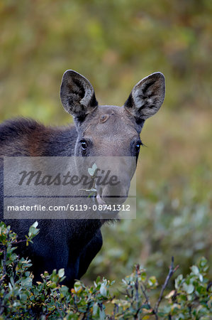 Moose (Alces alces) calf eating, Colorado State Forest State Park, Colorado, United States of America, North America