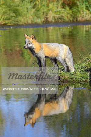 Cross phase red fox (Vulpes fulva) (cross fox) at waters edge with reflection, Minnesota Wildlife Connection, Sandstone, Minnesota, United States of America, North America