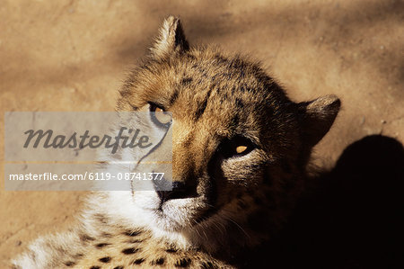 Cheetah (Acinoyx jubatus) in captivity, Oudtshoorn, South Africa, Africa