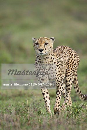 Cheetah (Acinonyx jubatus) walking towards viewer, Serengeti National Park, Tanzania, East Africa, Africa