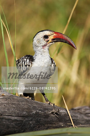 Red-billed hornbill (Tockus erythrorhynchus) perched on a log, Samburu Game Reserve, Kenya, East Africa, Africa