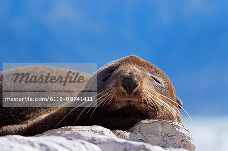 New Zealand fur seal (Arctocephalus fosteri), Kaikoura, South Island, New Zealand, Pacific
