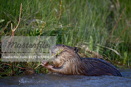 Beaver (Castor canadensis) feeding in Soda Butte Creek, Yellowstone National Park, Wyoming, United States of America, North America