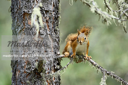 Red squirrel (Tamiasciurus hudsonicus), Custer State Park, South Dakota, United States of America, North America