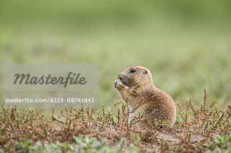 Baby blacktail prairie dog (Cynomys ludovicianus), Custer State Park, South Dakota, United States of America, North America