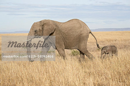 African elephant (Loxodonta africana) mother and two day old baby, Masai Mara National Reserve, Kenya, East Africa, Africa