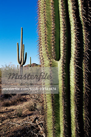 Saguaro cactus (Carnegiea gigantea), Saguaro National Park, Arizona, United States of America, North America