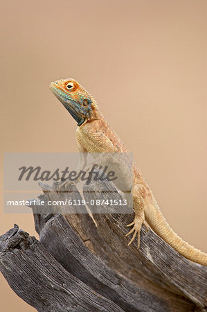 Ground agama (Agama aculeata aculeata), Kgalagadi Transfrontier Park, encompassing the former Kalahari Gemsbok National Park, South Africa, Africa