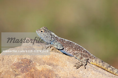 Southern rock agama (Agama atra atra), Mountain Zebra National Park, South Africa, Africa