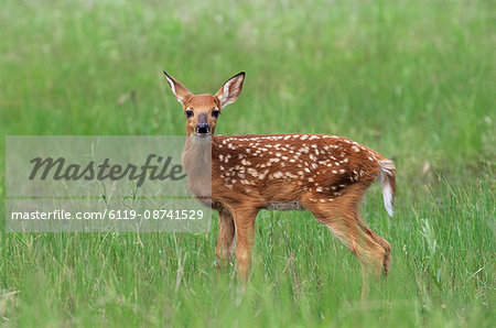 Whitetail deer fawn (Odocileus virginianus), 21 days old, in captivity, Sandstone, Minnesota, United States of America, North America