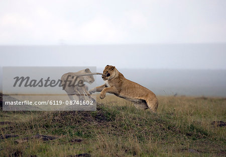 Female lion (Panthera leo), Masai Mara National Reserve, Kenya, East Africa, Africa