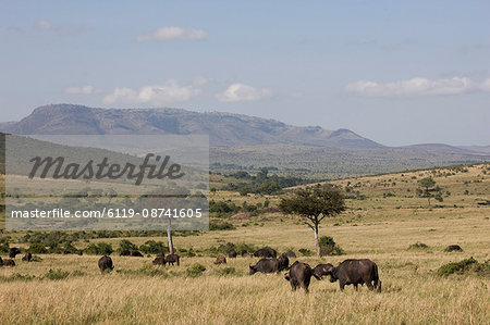 African buffalo (Syncerus caffer), Masai Mara National Reserve, Kenya, East Africa, Africa