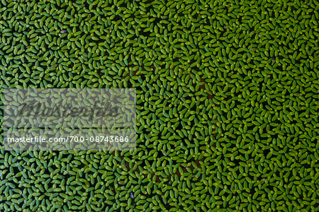 Full frame of green, duckweed plant foating on water