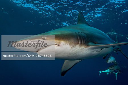 Oceanic Blacktip Shark (Carcharhinus Limbatus) circling prey, Aliwal Shoal, South Africa