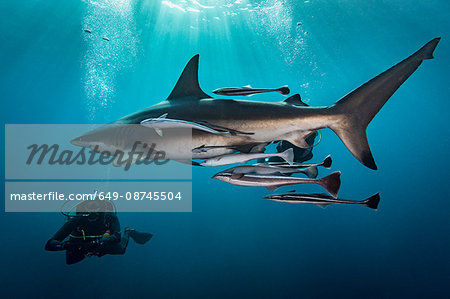 Large Oceanic Blacktip Shark (Carcharhinus Limbatus) circling diver, Aliwal Shoal, South Africa