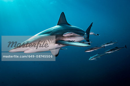 Oceanic Blacktip Shark (Carcharhinus Limbatus) swimming near surface of ocean, Aliwal Shoal, South Africa