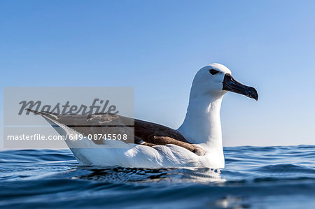 Albatross resting on surface of ocean, Port St. Johns, South Africa