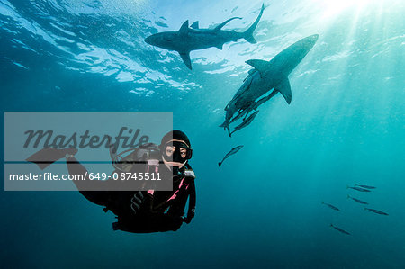 Diver surrounded by Oceanic Blacktip Sharks (Carcharhinus Limbatus) near surface of ocean, Aliwal Shoal, South Africa