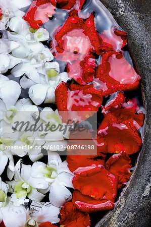 Rose petals in water, Thailand