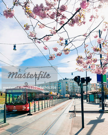 Blooming cherry trees near bus stop