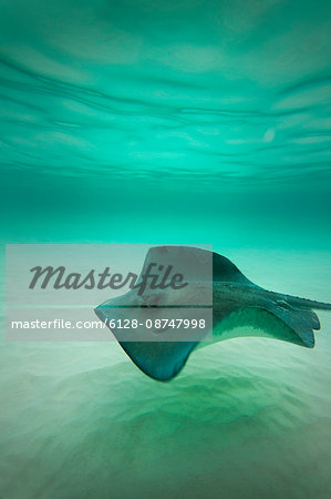 Stingray swimming in the water.